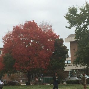 Meet your Posher, Roseann